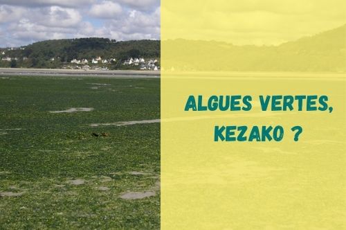 Algues Vertes, Un Fléau | Eau Et Rivières De Bretagne